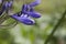 Agapanthus Melbourne in flower in summer