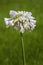 Agapanthus plant specie, flower close-up, its native to Southern Africa continent and widely cultivated as garden ornamental plant