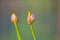 Agapanthus Pod Opening in May