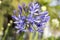 Agapanthus praecox amaryllidaceae pale blue ornamental flowers in bloom, beautiful bulbous flowering plant growing on Madeira