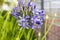 Agapanthus praecox amaryllidaceae pale blue ornamental flowers in bloom, beautiful bulbous flowering plant growing on Madeira