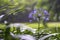 Agapanthus praecox, blue lily flower during tropical rain, close up. African lily or Lily of the Nile is popular garden plant in