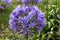 Agapanthus praecox or common agapanthus, blue lily,African lily or lily of the Nile inflorescence closeup