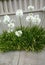 Agapanthus praecox white