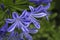 Agapanthus purple cloud, African lily