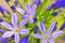 Agapanthus Series 12