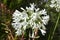 Agapanthus white