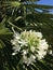 Agapanthus. White africanus lily flower in summer