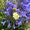 Agapanthus with white Scabious