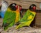 Agapornids in portrait: colorful and sociable dwarf parrots, which are also very intelligent.