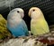 Agapornids in portrait: colorful and sociable dwarf parrots, which are also very intelligent.