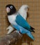 Agapornids in portrait: colorful and sociable dwarf parrots, which are also very intelligent.