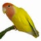 Agapornids in portrait: colorful and sociable dwarf parrots, which are also very intelligent.