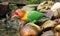 Agapornis bird standing on a stone