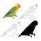 Agapornis lovebird parrot tropical bird natural and outline and silhouette on a white background vector illustration editable