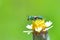 Agapostemon splendens Metallic Green Bee perched on the beautiful flower