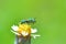 Agapostemon splendens Metallic Green Bee perched on the beautiful flower