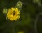 Agapostemon sweat bee pollinating a flower