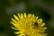 Agapostemon sweat bee pollinating a flower