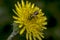 Agapostemon sweat bee pollinating a flower