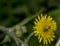 Agapostemon sweat bee pollinating a flower