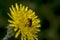 Agapostemon sweat bee pollinating a flower