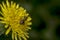 Agapostemon sweat bee pollinating a flower