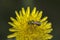 Agapostemon sweat bee pollinating a flower