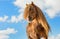 Agar, Bohemian-Moravian Belgian horse in sunny day in winter. Czech Republic