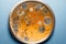 agar plate petri dish with mold fungus or microorganism