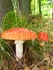 Agaric amanita muscaia mushroom detail in forest