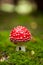 Agaric amanita muscaia mushroom detail in forest