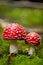 Agaric amanita muscaia mushroom detail in forest