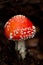 Agaric amanita muscaia mushroom detail in forest autumn