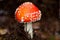 Agaric amanita muscaia mushroom detail in forest autumn