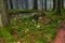 Agaric amanita muscaia mushroom detail in forest autumn seasonal poisonous
