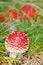 Agaric fungi mushroom