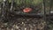 Agaric growing in the forest