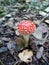 Agaric, mushroom, autumn, forest