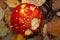 Agaric mushroom with a birch leaf on a top