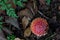 agaric mushrooms in the grass in the autumn forest