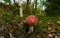 agaric mushrooms in the grass in the autumn forest