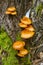 Agaric mushrooms on tree