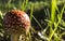 Agaric red poisonous mushroom Amanita in grass sun light
