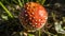 Agaric red poisonous mushroom Amanita in grass sun light view from above