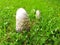 Agaricaceae mushrooms standing in a vibrant grass field, illuminated by natural light