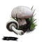Agaricus arvensis horse mushroom, genus Agaricus. Edible fungus isolated on white. Digital art illustration, natural food, package