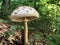 Agaricus augustus or The prince mushroom, Der Riesen-Champignon Pilz oder Riesen-Egerling