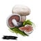 Agaricus bernardii salt-loving mushroom, agaric fungus in family Agaricaceae. Edible fungus isolated on white. Digital