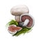 Agaricus bernardii salt-loving mushroom, agaric fungus in family Agaricaceae. Edible fungus isolated on white. Digital